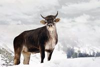 Ich mag keinen Schnee