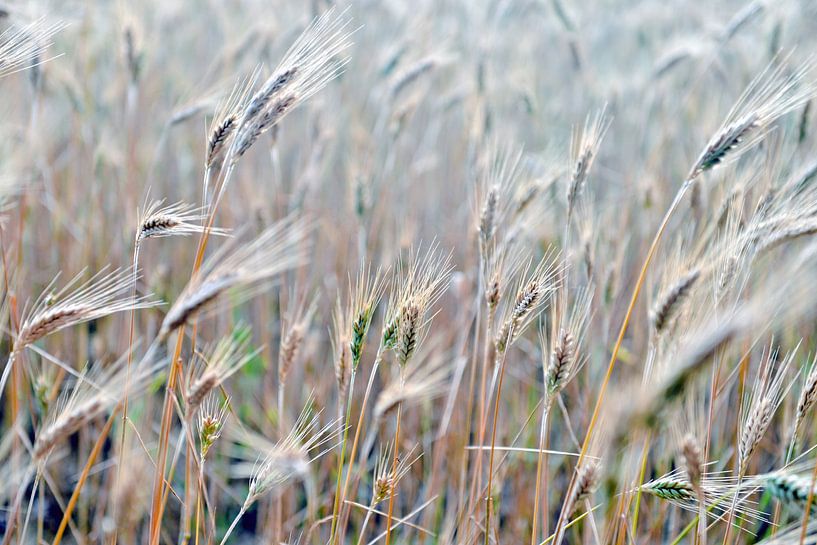 Summer grain field with barley in Bollmannsruh by Silva Wischeropp