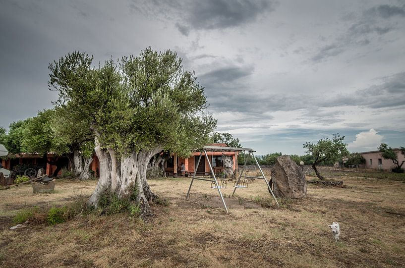 Olive tree van Lex Scholten