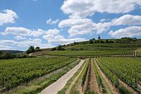 Vignoble dans la région viticole allemande du Palatinat
