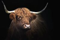 Schottischer Hochlandbewohner