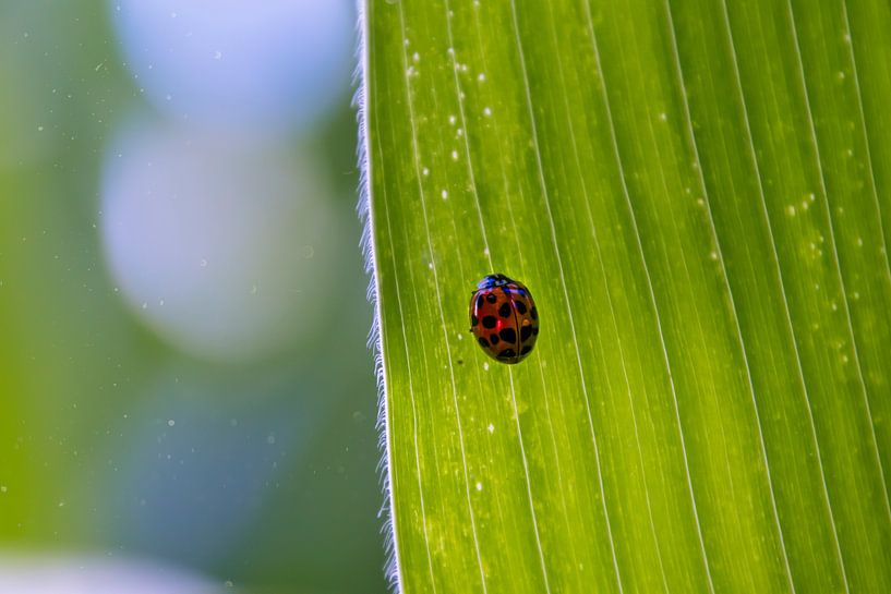 Ladybug in green by Greet Thijs