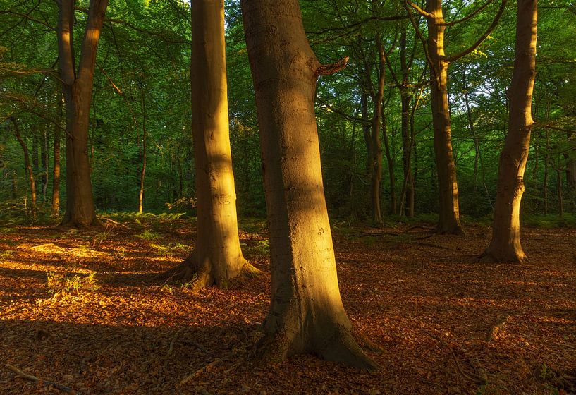 Sunrise Noordlaaderbos (Groningen) Netherlands by Marcel Kerdijk