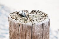 Paal met mossel met basalt zeewering