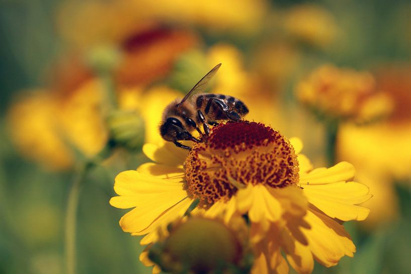 Helenium avec des abeilles  par Jolanta Mayerberg