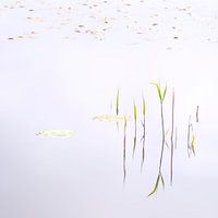 Wasserspiegelung oisterwijkse vennen