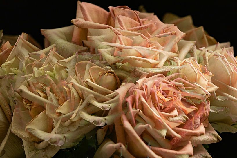 Rosen in Mehrfachaufnahme von Huub de Bresser