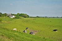 De uiterwaarden van Herwijnen