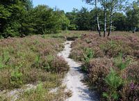 Heide landschap in Nederland