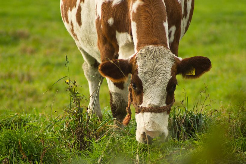 Grazende koe by Fotografia PB