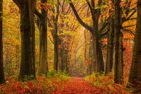 Allée d'arbres colorés à Vught en automne