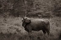 Highlander auf der Heide in Sepia-Farbe