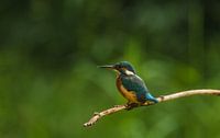 kingfisher.