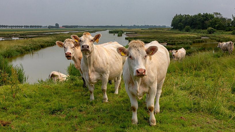 Koeien in een natuurgebied by Bram van Broekhoven