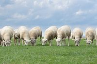 moutons sur la digue, province de Groningue