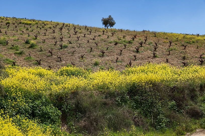 Vieux vignoble dans les montagnes autour de Monachil, Andalousie, Grenade. par Marjolein Zijlstra