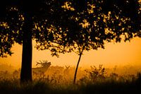 Bronze time at the Red Deer