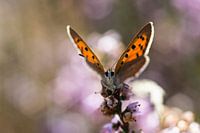 Kleiner Feuer-Schmetterling