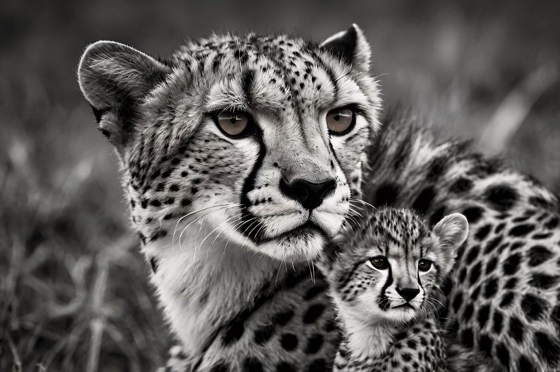 Photo en noir et blanc d'une mère guépard avec son petit par Art & Soul Creations
