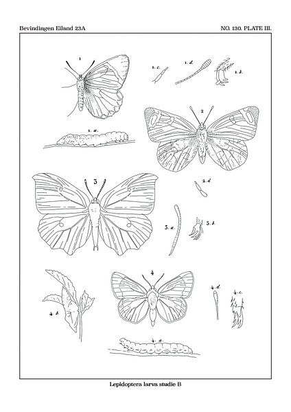 Larven-Studie B von Zoë Hoetmer