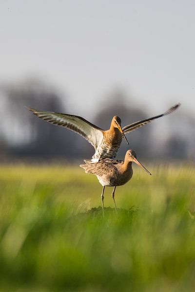 Parende Grutto's in de Alblasserwaard in het laatste avondzonnetje van de dag. In de Donkse Laagten von noeky1980 photography