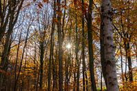 Herfstochtend in het Drentse bos