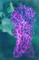 Du bist mein Schweigen