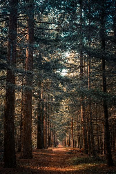 Chemin dans la forêt par Brulin fotografie