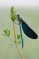 kostbar... Blaufluegel-Prachtlibelle *Calopteryx virgo*