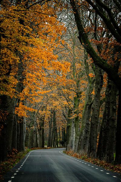 Autumn colours along the road by Marc Houter