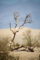 Oud hout in Death Valley