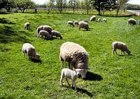 Schapen met lammetjes