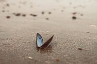 Blue shell on beach in Zeeland