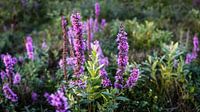 A close-up panorama of flowering large cat's tail