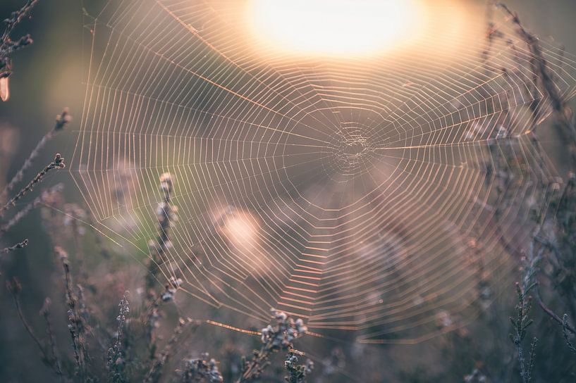 Leersum field part 40 by Tania Perneel