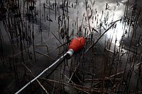Real life still life reflection reed with buoy