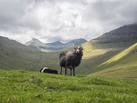 Faeröer Sheep