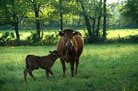 Cow with her calf