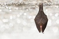 Kleine hoefijzerneus in winterslaap