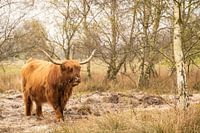 Scottish highlander at forestry park Westerschouwen