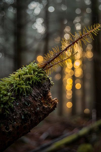 La plante pousse à partir de la mousse sur le bois par Imperial Art House