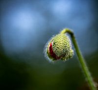 budding poppy, yearning for more