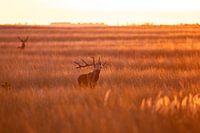 Rothirsche in der Brunft im goldenen Licht