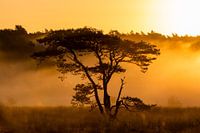 Sun through the morning haze