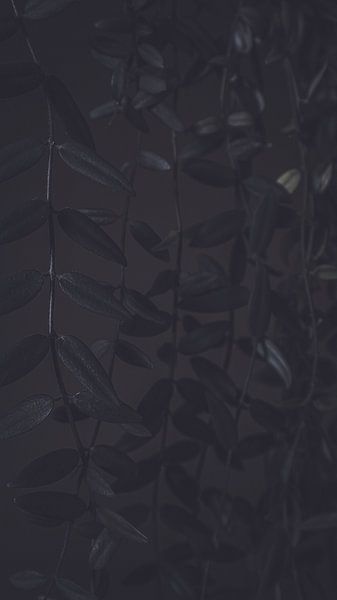 Dunkle hängende Pflanze in einer mystischen und nüchternen Komposition: Eine stilvolle und zeitlose Darstellung der natürlichen Schönheit mit tiefen Schatten und subtilen Kontrasten von ByLulu