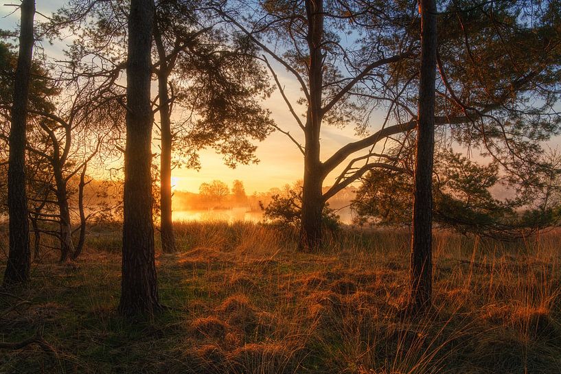 Towards the Light van Coen Weesjes