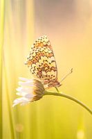 The field pearl butterfly