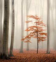 One tree life - The little one