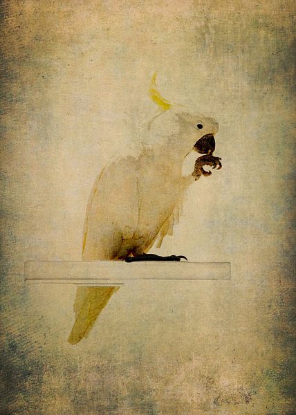 Gelber Kamm Kakadu 2 von Anouschka Hendriks