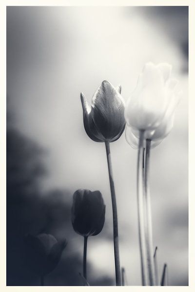 Une touche d'émotion - mer de fleurs atmosphérique de tulipes en deuil silencieux par Jakob Baranowski - Photography - Video - Photoshop